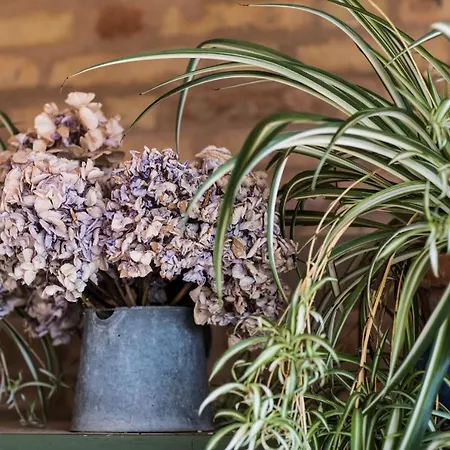 Il Cavallino Civitanova Alta