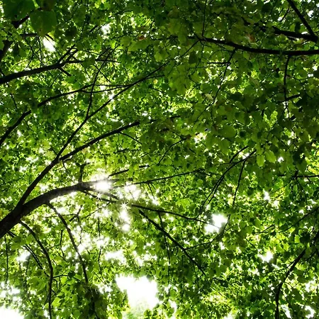 Bed & Breakfast Il Cavallino Civitanova Alta