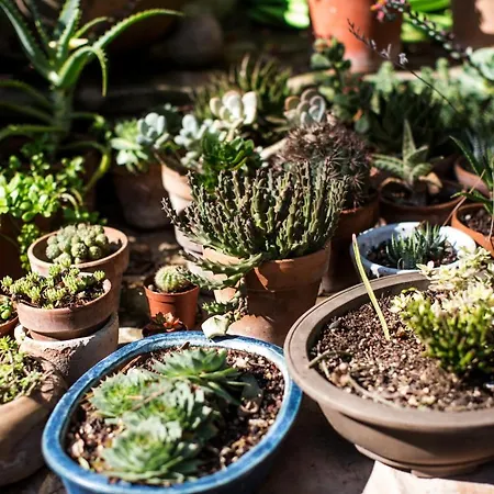 Bed & Breakfast Il Cavallino Civitanova Alta